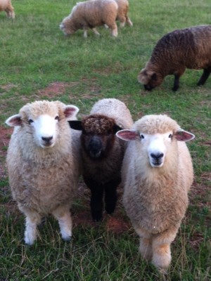 Love Ewe Farm