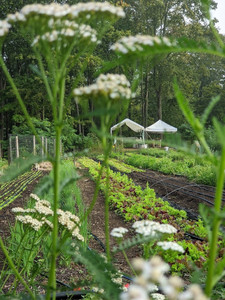 Mon Soleil Market Garden