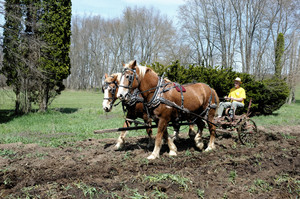 Forgotten Thyme Farm