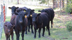 Five Oaks Beef