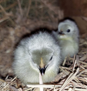 BarnYard Eggs And Chicks