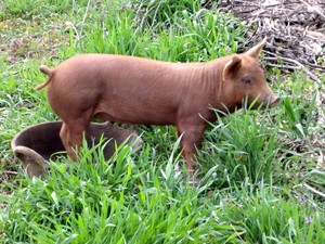 Greene Family Farm