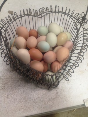 Trevino Family Farm