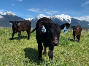 Roaming Bison Ranch