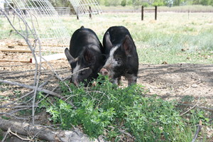 Alpine Ranch Grass-fed Beef