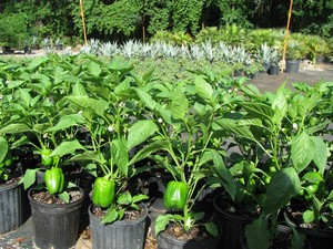 Incredible Edible Garden