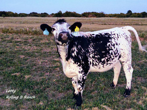 Rolling B Ranch