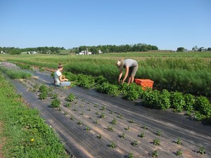 Wimer's Organics