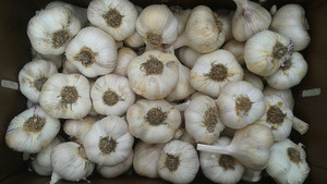 Terra Firma Farm