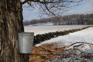 Balsam Woods Farm