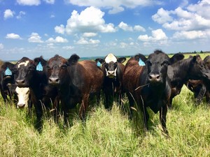 Grant Creek Ranch Beef