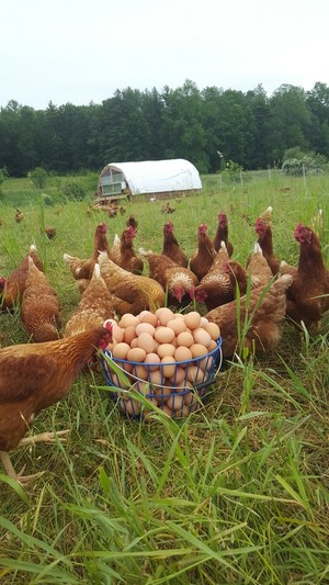 Clyde Farm