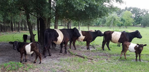 Long Grey Line Farm