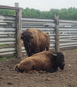 Peaceable Kingdom Bison Ranch