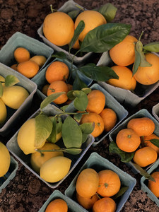 Fallen Fruit Farms