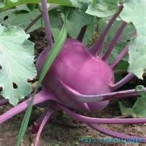 Farmers Fresh CSA
