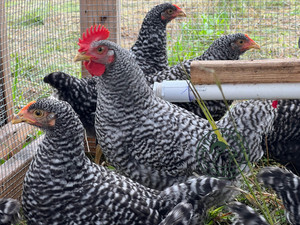 Wild Haven Farm