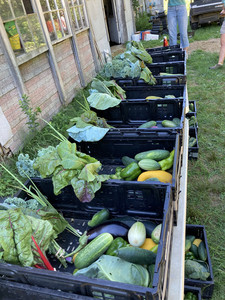 Down to Earth CSA