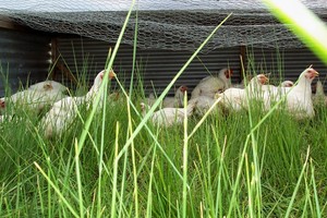 Long Shadow Farm