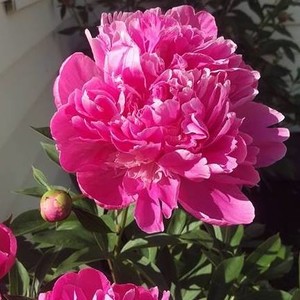 Nantz's Garden, LLC