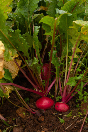 Ironbound Farm