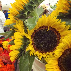 Kennett Square Farmers Market