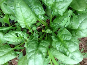 K & J Farm Market