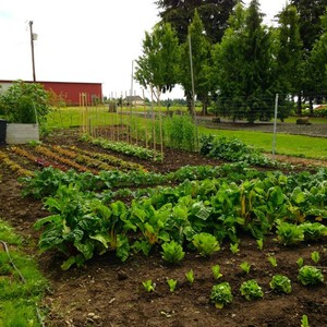 Almond Produce Farm