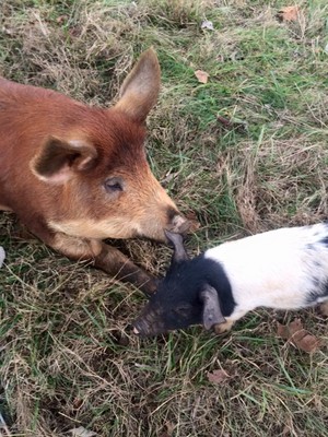 Omnivore Acres