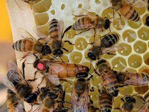 Bees-N-Trees Farm