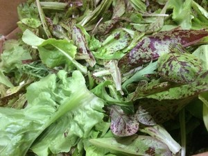The Farmers Table at Girlfarm