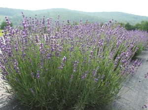 Kingfisher Lavender