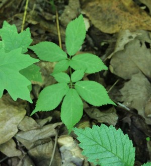 Wild Ozark