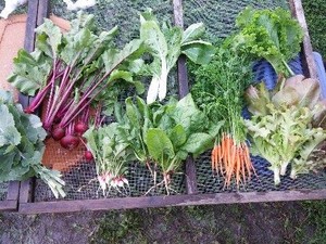 Longmont 4 Season Harvest CSA
