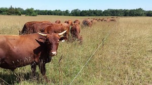 Vitality Pastures