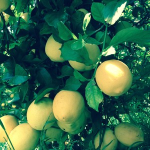 Rancho Shiraz Organic Farm