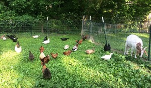 Elena's Farm = fresh farm eggs = only pick up