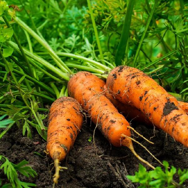 carrots