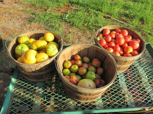 First Day Farm, LLC