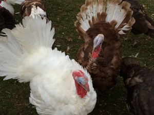 The Dancing Farm