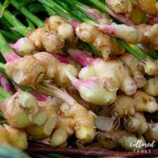 Harvest Tide Organics