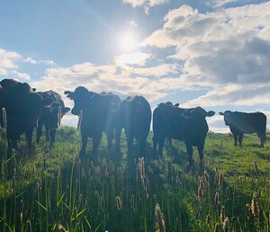 All Natural Meats / Soggy Feet Enterprises