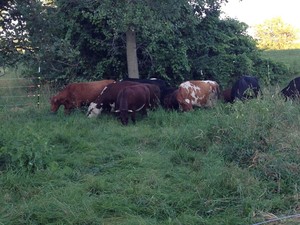 Hephzibah Farms