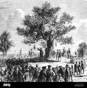 Liberty Tree Farm