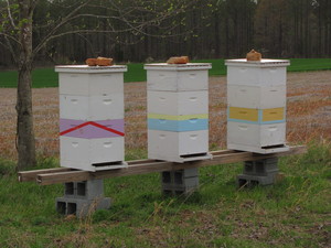 Aspen Honey Bees