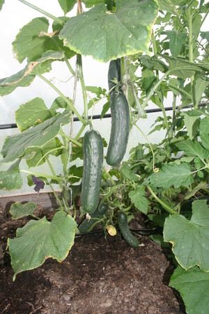 Whitten Family Farm