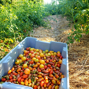 Quarter Acre Farm