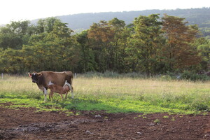 Triple E Farms