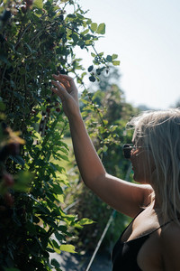 Hummingbird Berry Farm
