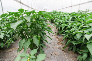 Oxbow Farm & Conservation Center